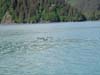 alaska33